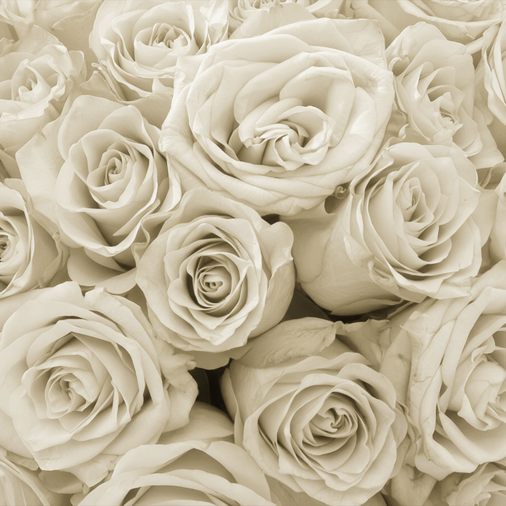 Long Lasting Rose Box | White