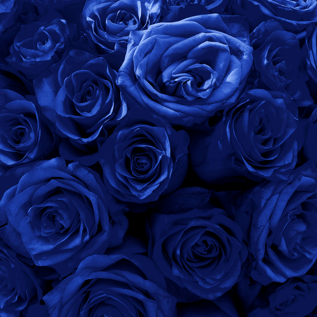 Long Lasting Rose Box | Royal Blue