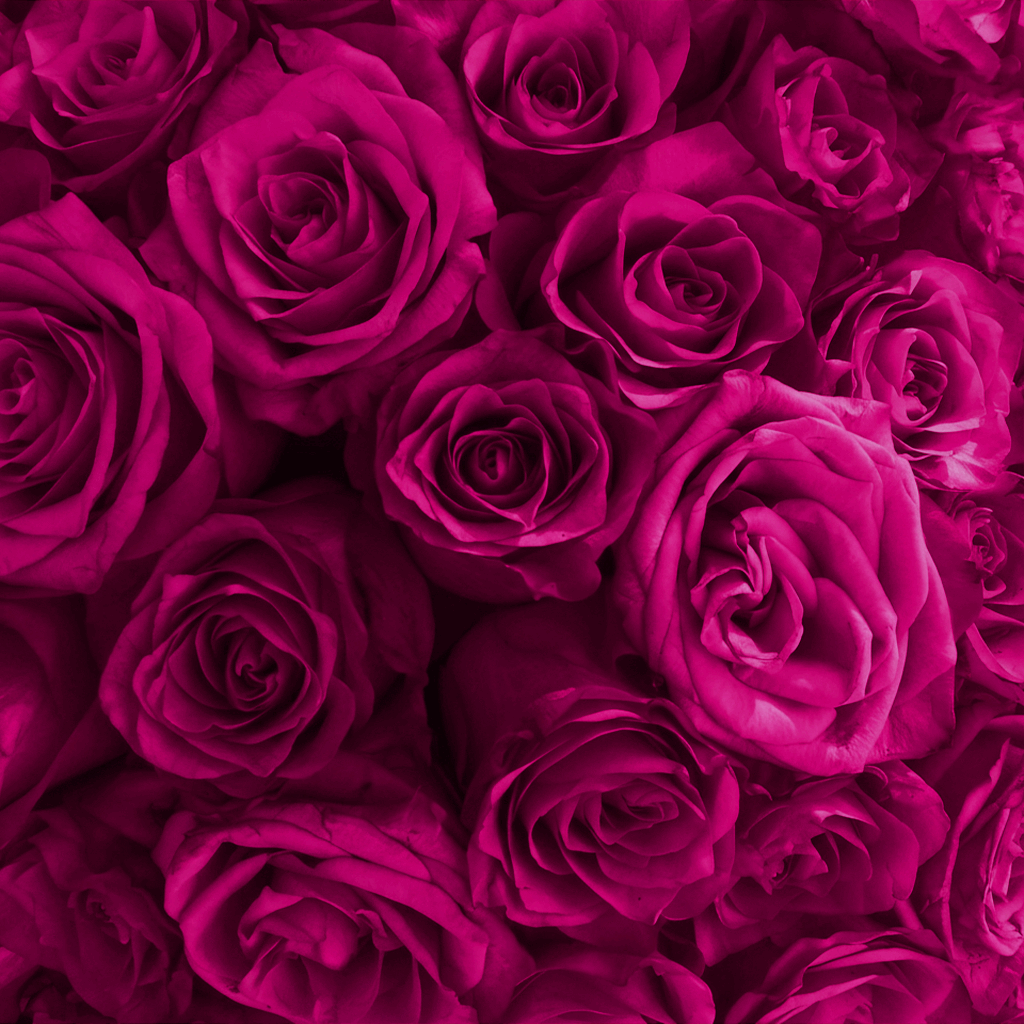 Heart Rose Box | Fuchsia