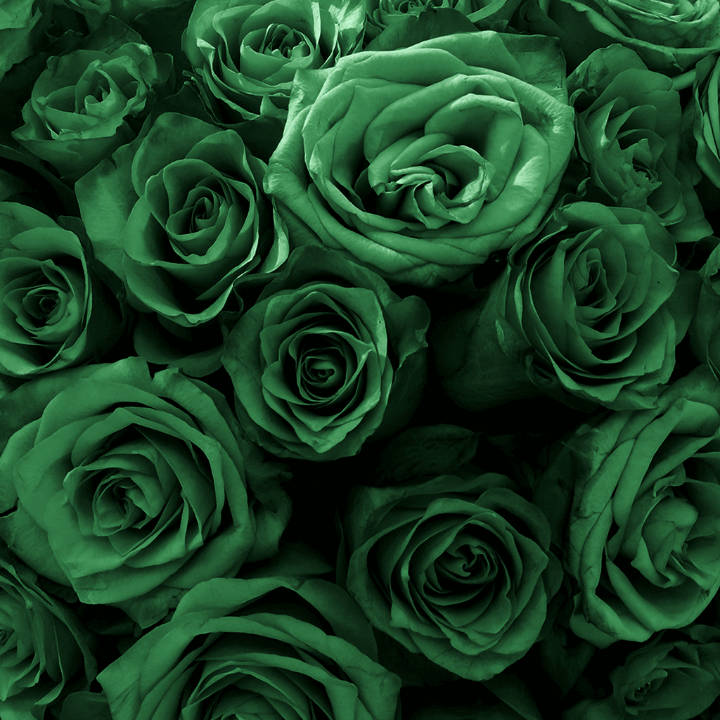 Long Lasting Rose Box | Emerald Green