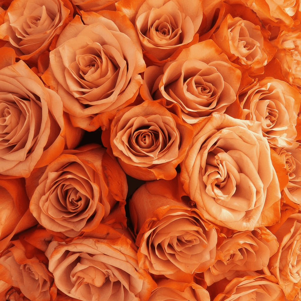 Fresh Rose Box | Orange