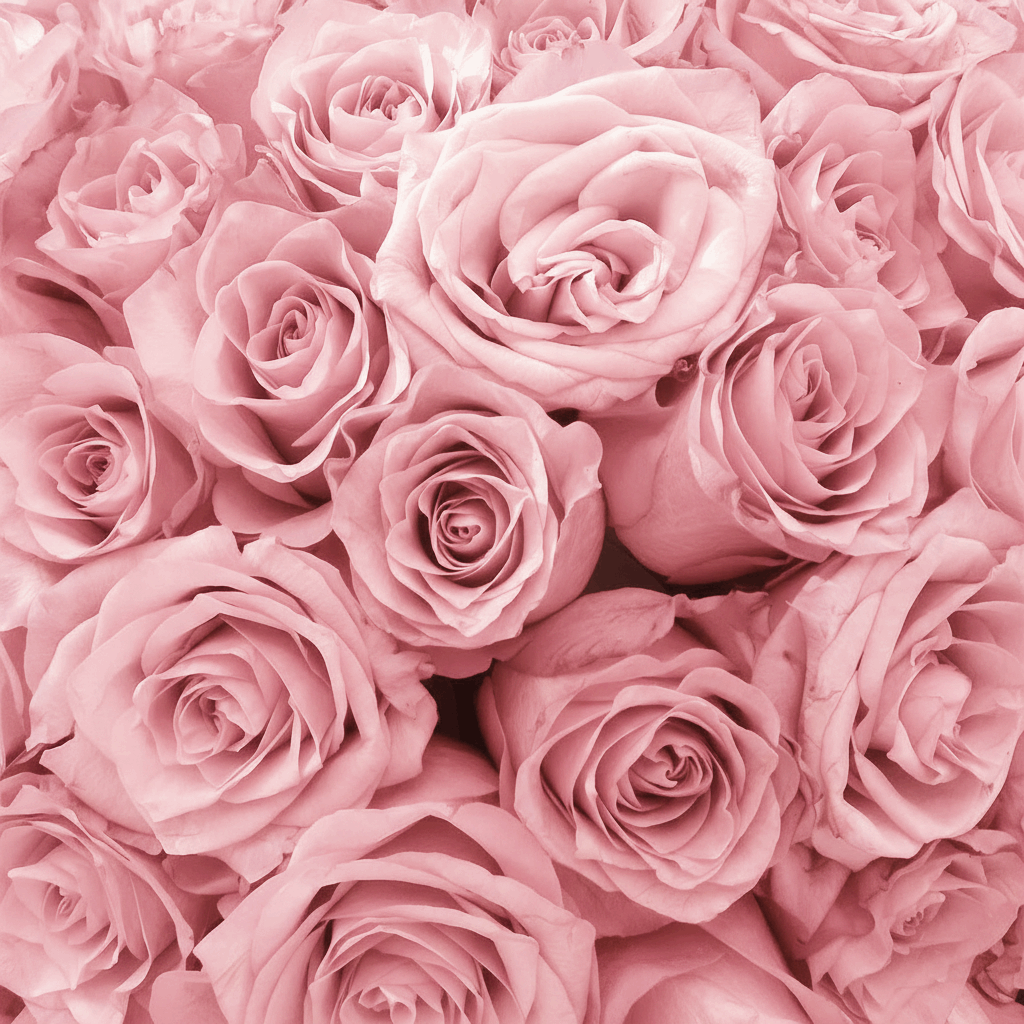 Long Lasting Rose Box | Pink