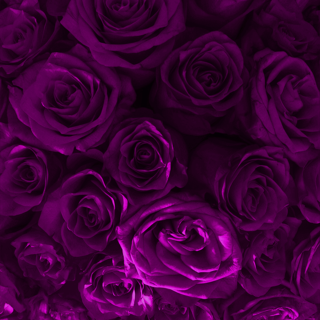 Long Lasting Rose Box | Purple