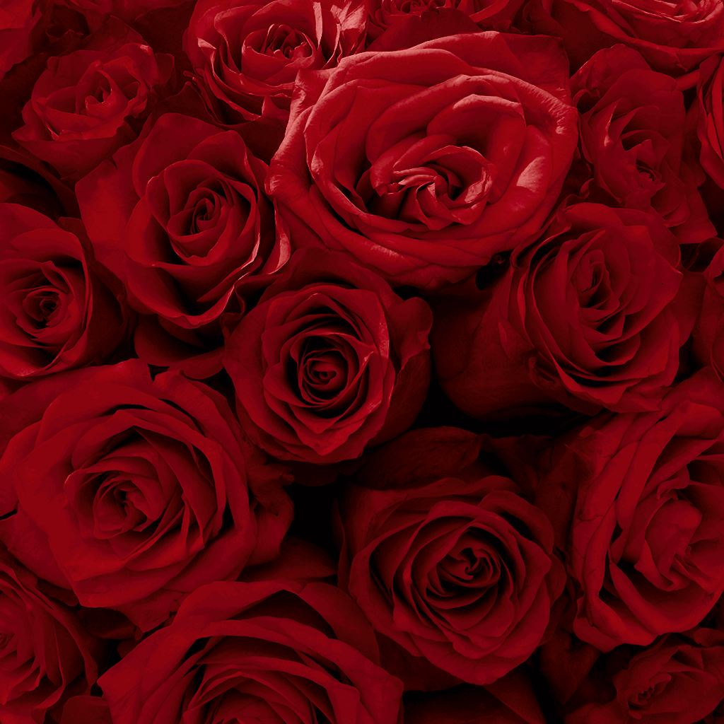 Heart Rose Box | Red